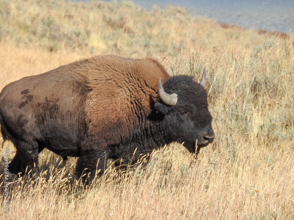 Lone Bison Roams the Grasslands of Yellowstone