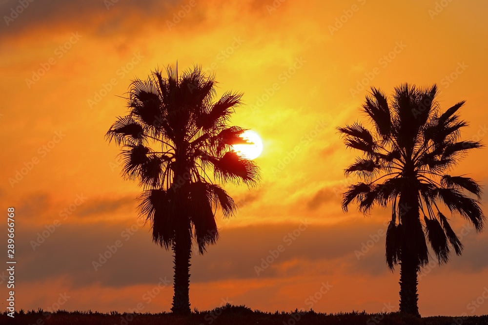 Two Palm trees, heavy dramatic clouds and bright sky. Beautiful African sunset over the lagoon.