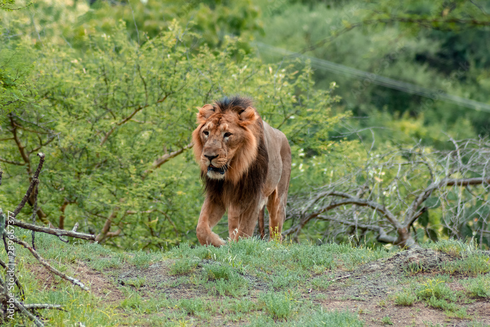 Naklejka premium male lion sher