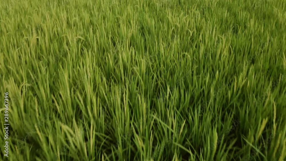 Yangshuo countryside rice field with karst mountain reveal, Guilin China, aerial Yangshuo countryside rice field with karst mountain reveal, Guilin China, aerial
