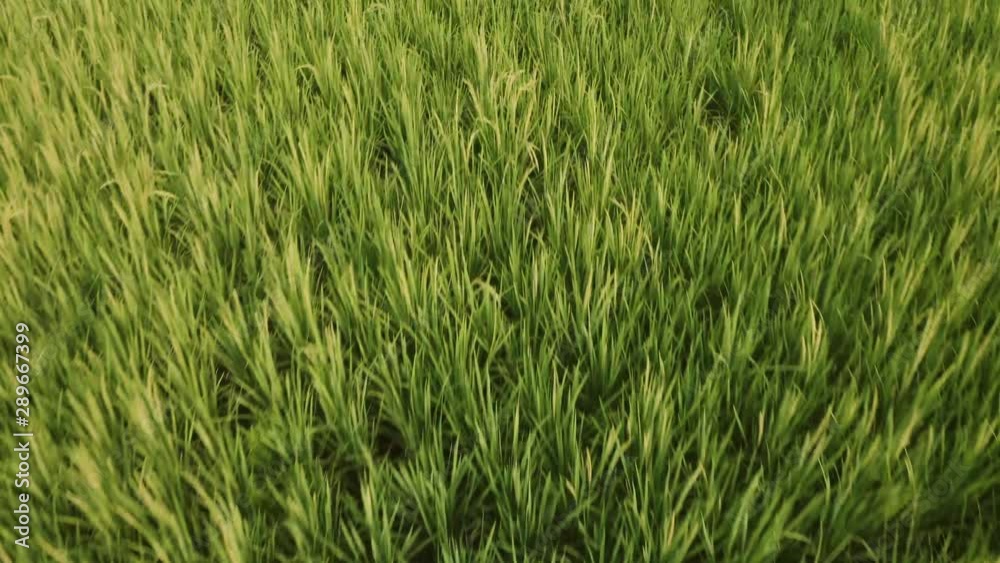Low aerial flight above lush green rice paddy fields Low aerial flight above lush green rice paddy fields