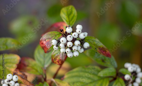 branch with withe berries in the garden
