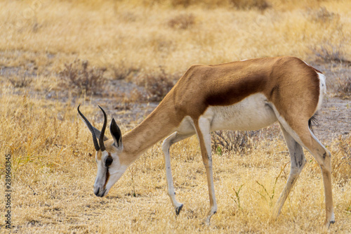 Springbok  Antidorcas marsupialis  head and shoulders  Kalahari Desert  South Africa against blurred natural background