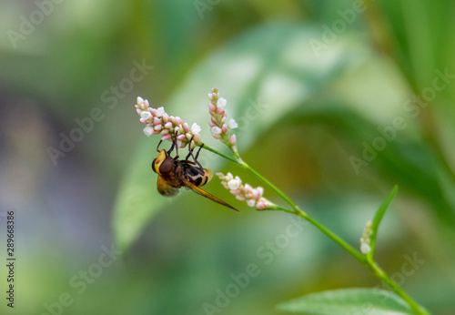 bee on a flower © CarlosNavasPhoto
