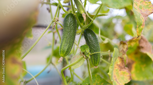 Photo of cucumbers and leaves in garden