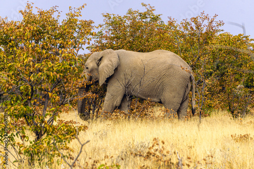 Close up of an African elephant eating in the Kruger National Park  South Africa.