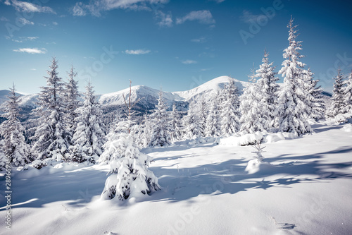 Scenic image of frozen fir trees. Location Carpathian mountains, Ukraine, Europe.
