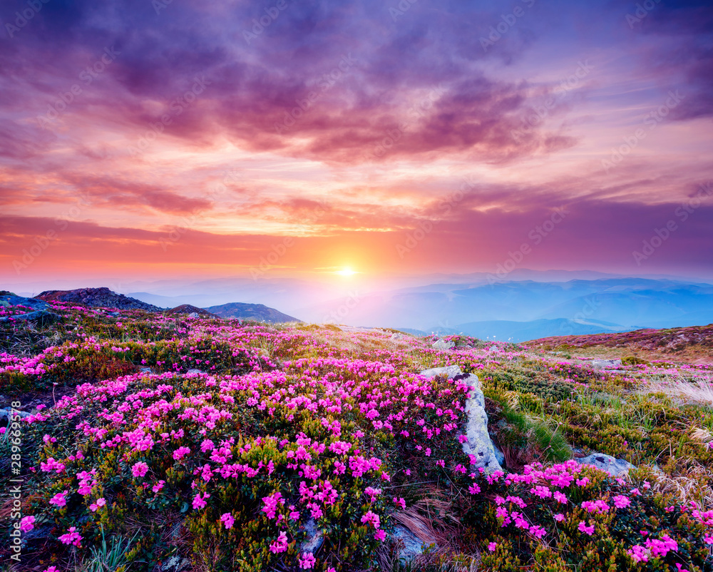 The magic rhododendron blossoms in springtime. Location Carpathian, Ukraine, Europe.