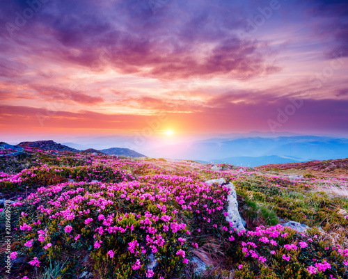 The magic rhododendron blossoms in springtime. Location Carpathian  Ukraine  Europe.