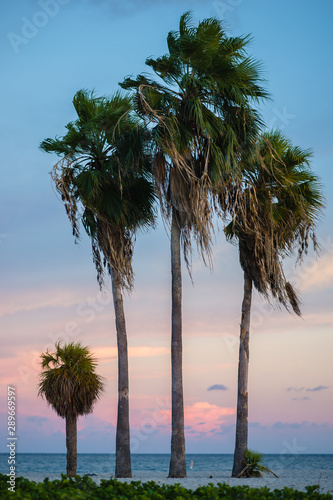 Palm Sunset