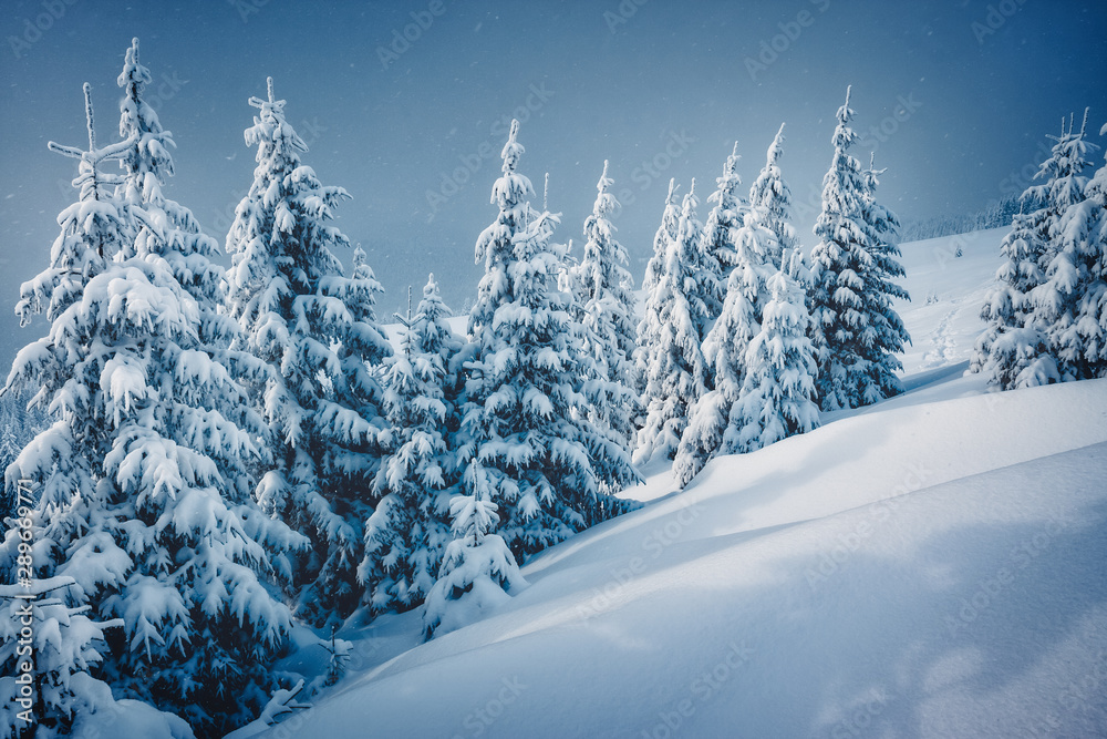 Fabulous frozen fir trees. Location Carpathian, Ukraine, Europe.
