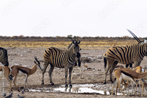 Zebras and springboks at waterhole, Okaukuejo, Etosha National Park, Namibia © Christopher