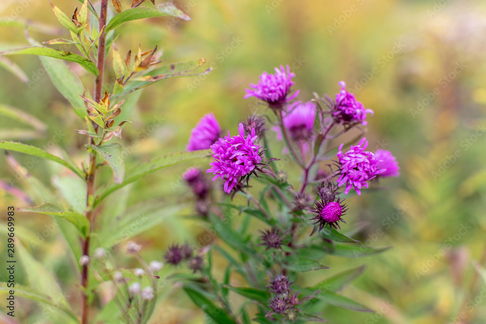 Perennial pink aster flowers in the meadow on an autumn warm day Perennial pink aster flowers in the meadow on an autumn warm day
