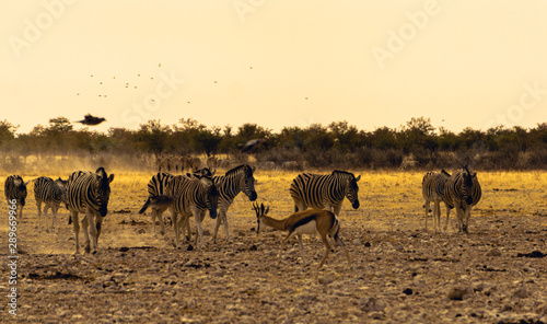 A gathering of african animals at a waterhole