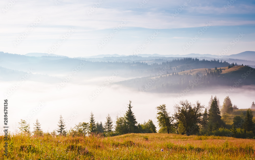 Misty alpine highlands in sunny day. Location Carpathian national park, Ukraine, Europe.