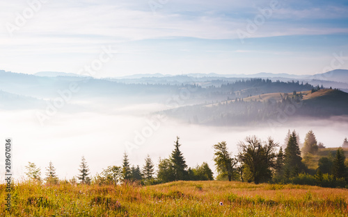Fototapeta Naklejka Na Ścianę i Meble -  Misty alpine highlands in sunny day. Location Carpathian national park, Ukraine, Europe.