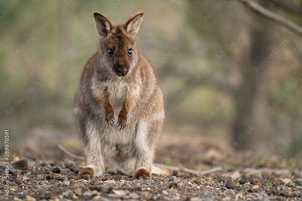 Cute wallaby joey in Tasmania, Australia