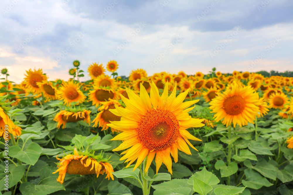 sunflower flowers on the field as background sunflower flowers on the field as background