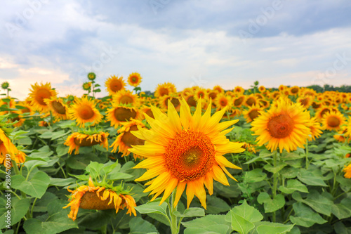 sunflower flowers on the field as background