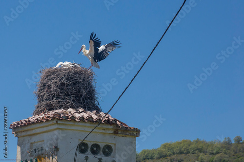 White stork flying to the nest