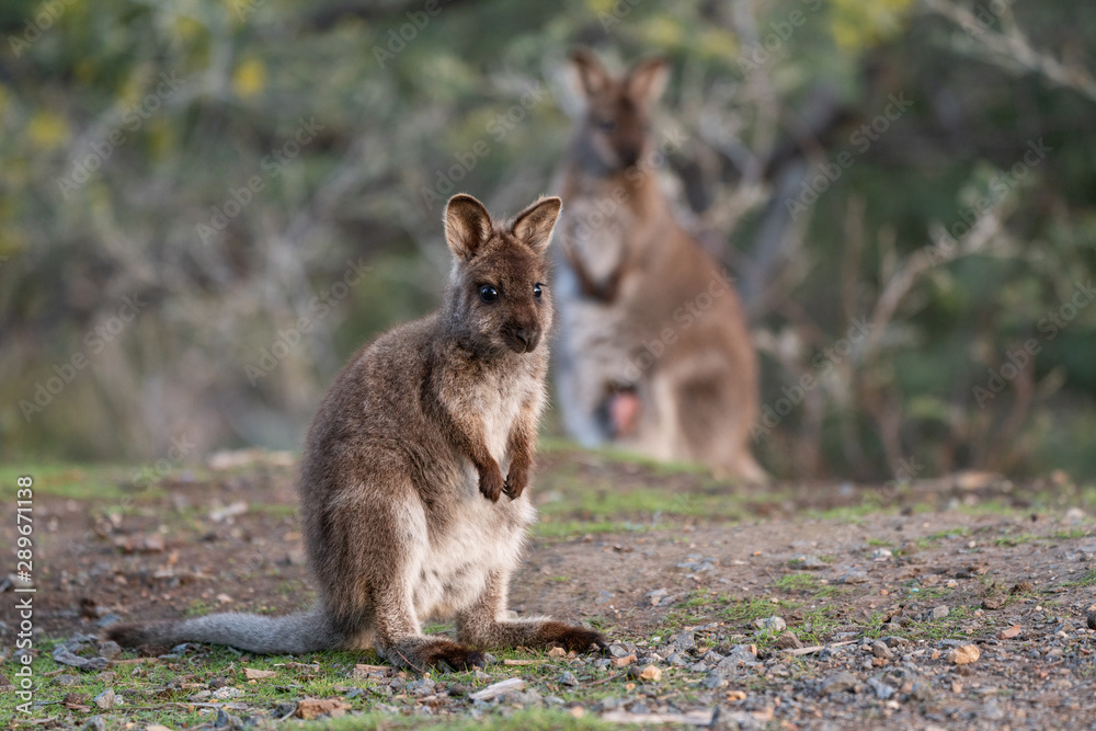 Cute wallaby joey in Tasmania, Australia Cute wallaby joey in Tasmania, Australia
