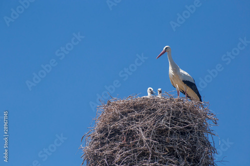 Stork feeding his babies in the nest