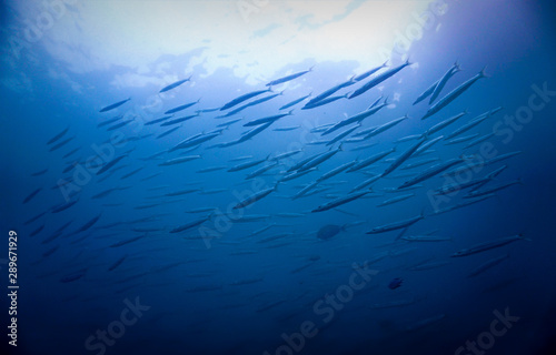 abstract blue background - barracudas © Johan