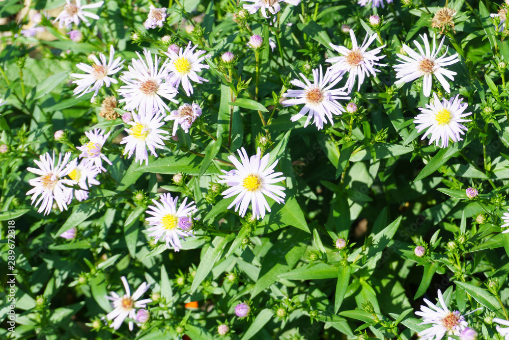 field of daisies