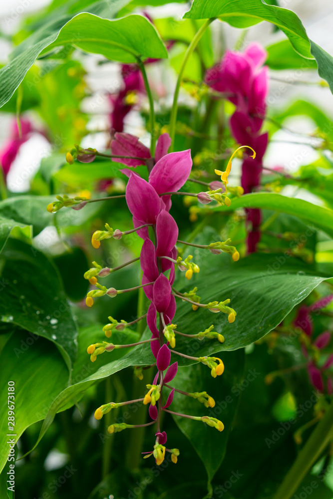 Wunderschöne herunterrankende Orchideenartige Blume Wunderschöne herunterrankende Orchideenartige Blume