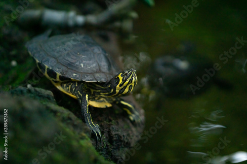 Wasserschildkröte schwarz gelb gestreift im Teich