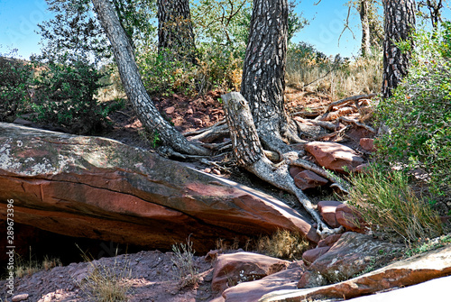 raices y rocas photo