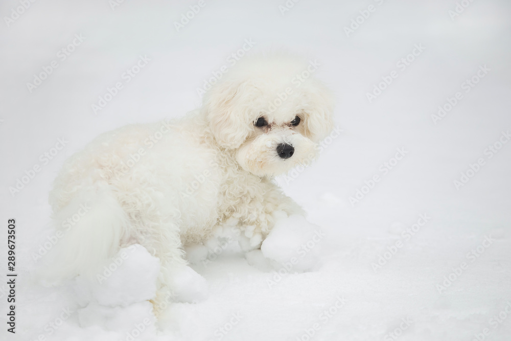 Closeup portrait of cute snowy white small bichon frise dog running outdoor in fluffy fresh white snow. Winter season and home pets concept. Horizontal color photography.