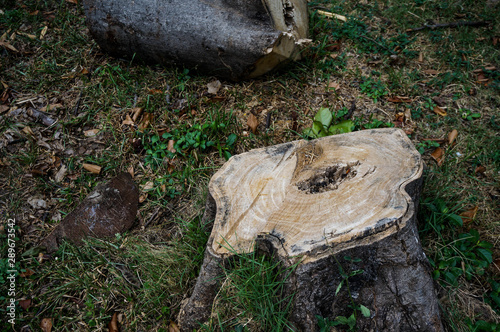 stump with green grass in forest