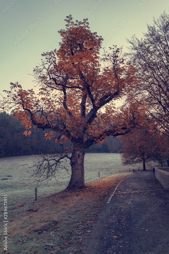 autumn trees in the forest, Indian Summer.