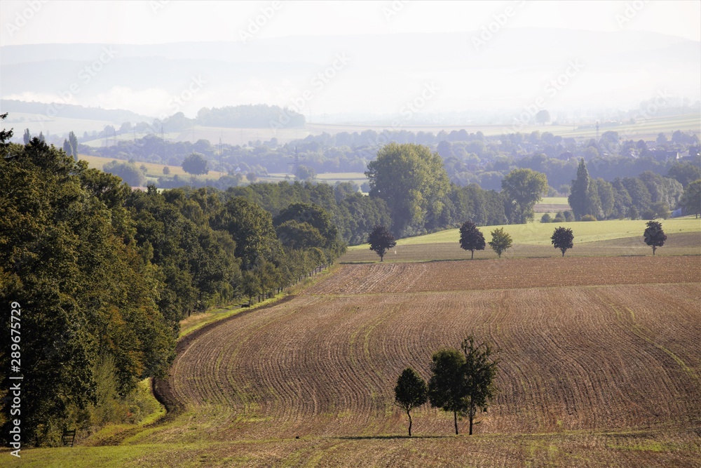 Fototapeta premium landscape with cows