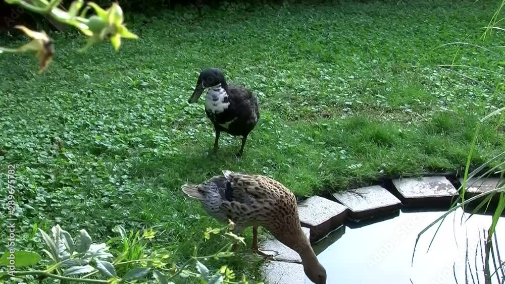 Ein Laufentenpaar  - nach kurzem Flattern mit seinen Flügeln gibt sich auch der Erpel wieder der Federpflege hin