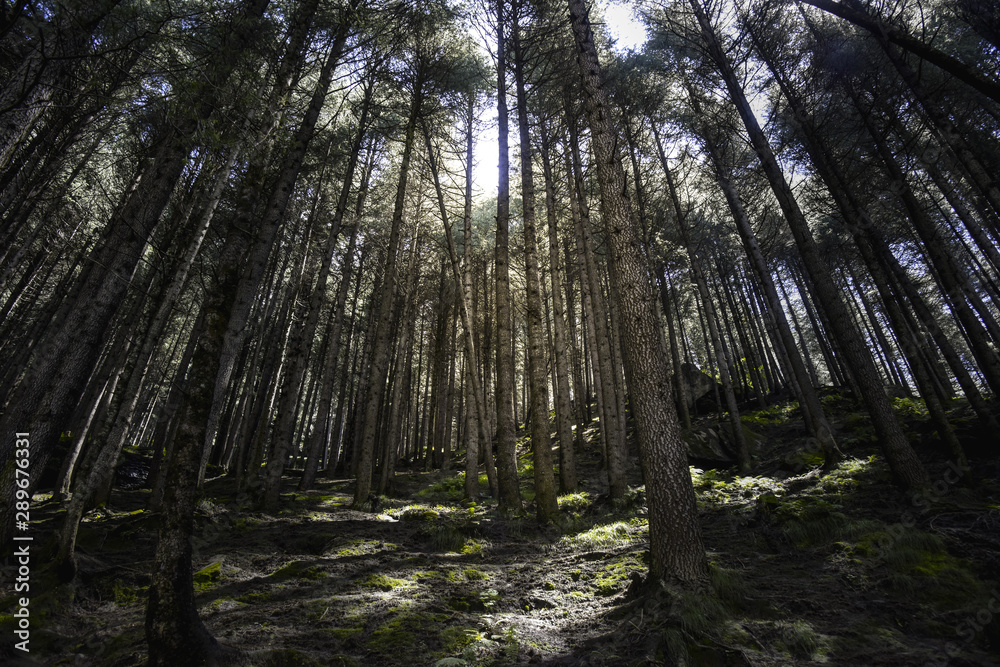 Obraz premium trees in the forest