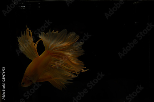Golden fighting fish on black background.