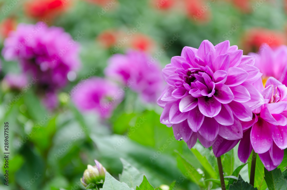 Fototapeta premium Blurred picture of pink flower and blur background in the garden