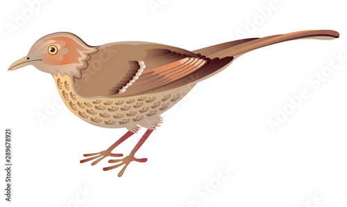 Songbird. Ouzel. Vector drawing. Decorative image