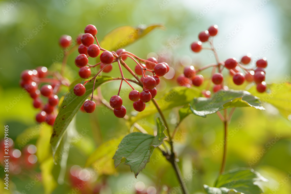 Red ripe berries of viburnum. A branch of red viburnum in the garden or in the forest. Autumn berry, colorful natural background. Wallpaper or image for design with viburnum. Guelder rose. Red ripe berries of viburnum. A branch of red viburnum in the garden or in the forest. Autumn berry, colorful natural background. Wallpaper or image for design with viburnum. Guelder rose.
