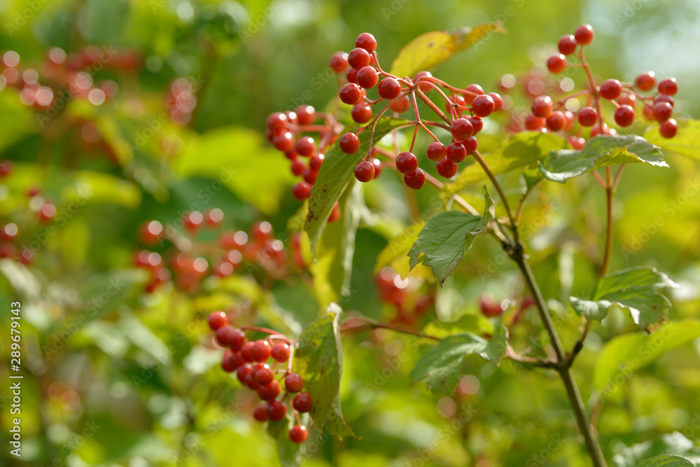 Red ripe berries of viburnum. A branch of red viburnum in the garden or in the forest. Autumn berry, colorful natural background. Wallpaper or image for design with viburnum. Guelder rose. Red ripe berries of viburnum. A branch of red viburnum in the garden or in the forest. Autumn berry, colorful natural background. Wallpaper or image for design with viburnum. Guelder rose.