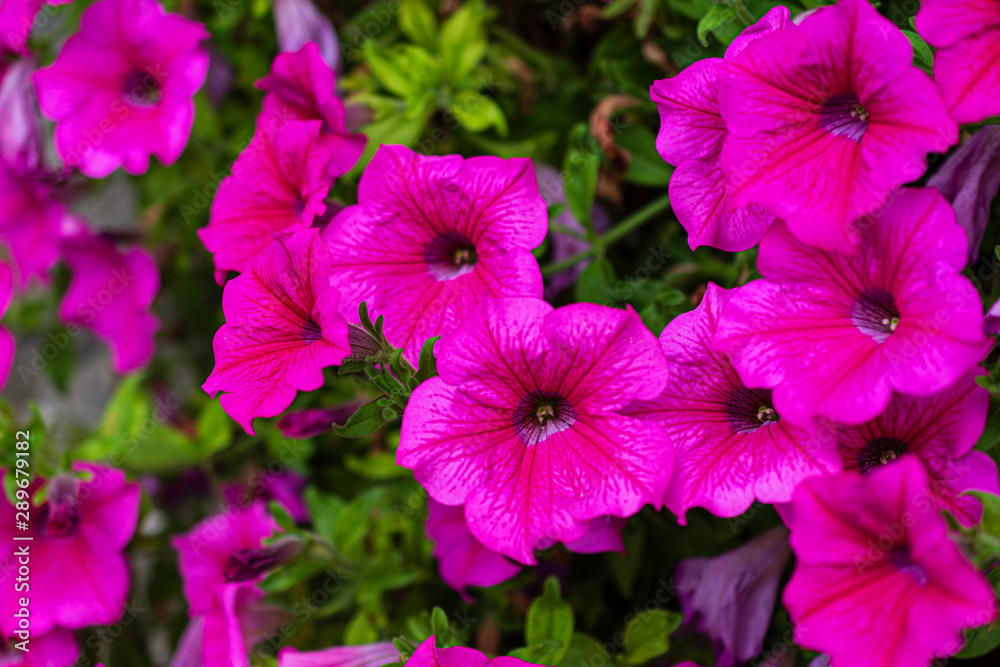Close-up of pink petunia flowers on green background out of focus horizontally Close-up of pink petunia flowers on green background out of focus horizontally