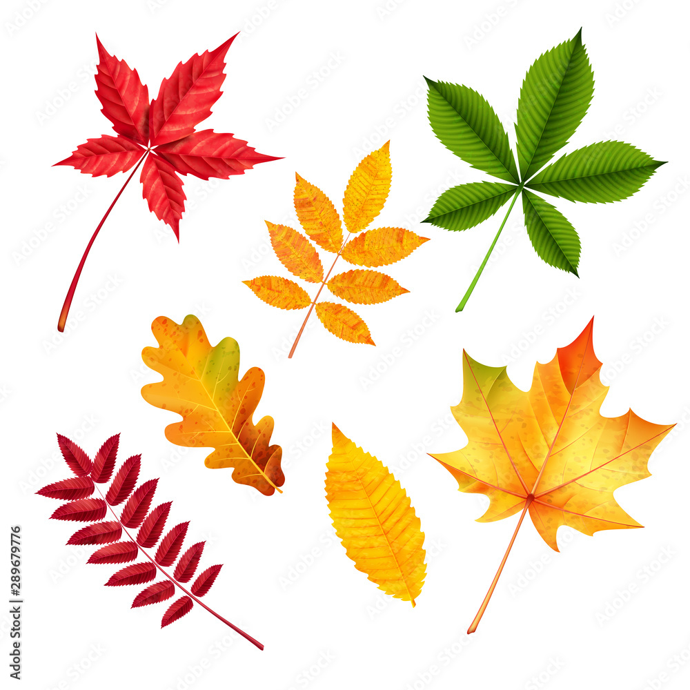 Naklejka premium Set of vector Autumn leaves on a white background, for decoration.