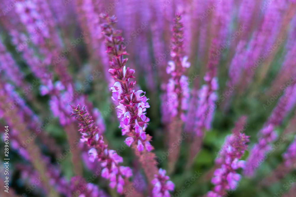 Lavender field in sunlight. Summer Lavender field in sunlight. Summer