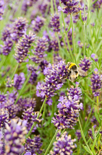 Bumblebee in lavender farm, Bumblebee pollinate lavenders, mixer pollen in beautiful garden