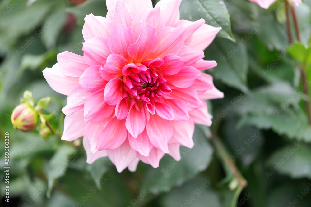 Dahlia Flowers in different colours Dahlia Flowers in different colours