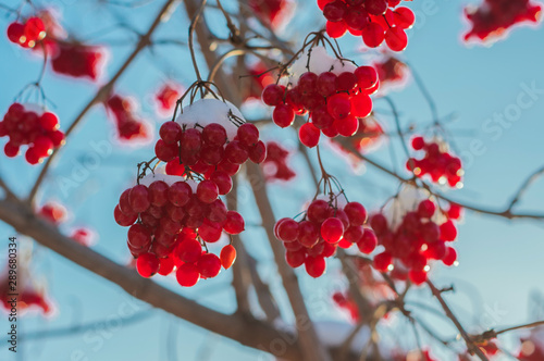 Many viburnum berries in snow.