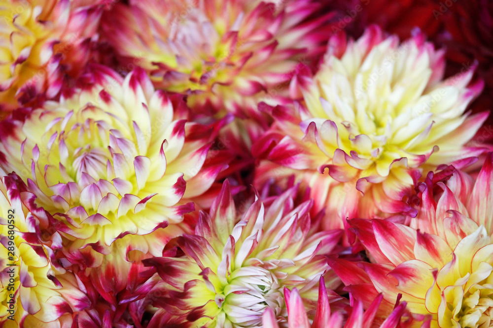 Dahlia Flowers in different colours