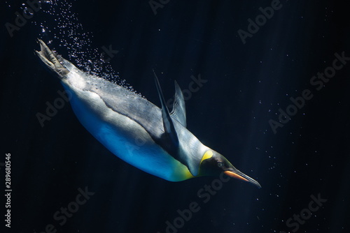 水中の皇帝ペンギン